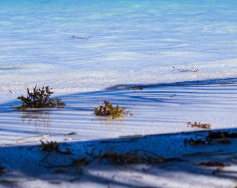 Vegetación costera sobre aguas turquesa del Caribe mexicano, en la zona de Mahahual, Quintana Roo