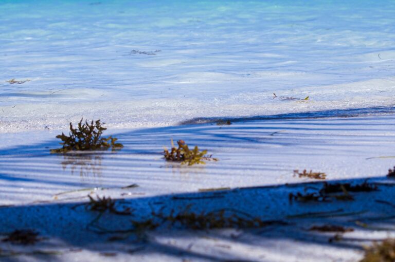 Vegetación costera sobre aguas turquesa del Caribe mexicano, en la zona de Mahahual, Quintana Roo